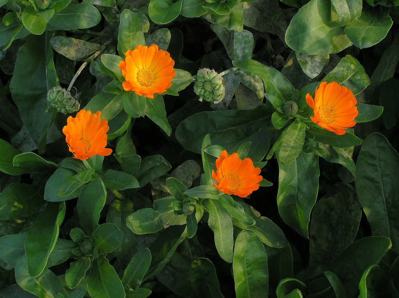 Image of Calendula officinalis specimen.