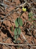 Conringia clavata. Цветущее и плодоносящее растение. Узбекистан, Зап. отроги Чаткальского хр., долина Аксакатасая. 23.04.2009.