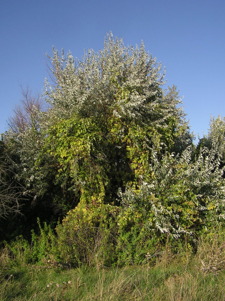 Image of Elaeagnus angustifolia specimen.