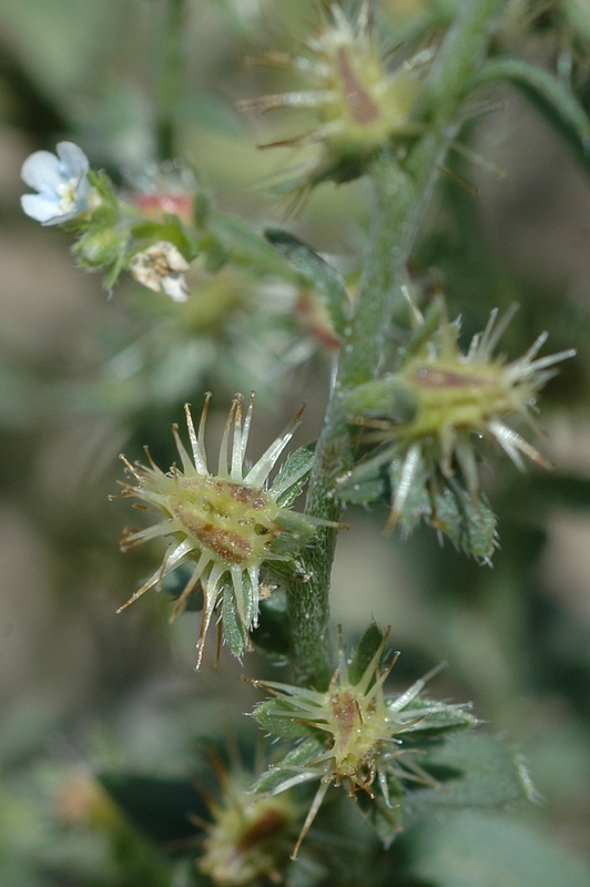 Image of Lappula semiglabra specimen.