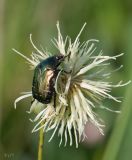 Rhaponticoides ruthenica. Соцветие с кормящимся жуком-бронзовкой. Казахстан, Восточно-Казахстанская область; Западный Алтай, скл. Ульбинского хребта, окр. с. Ушановское. 25.08.2012.