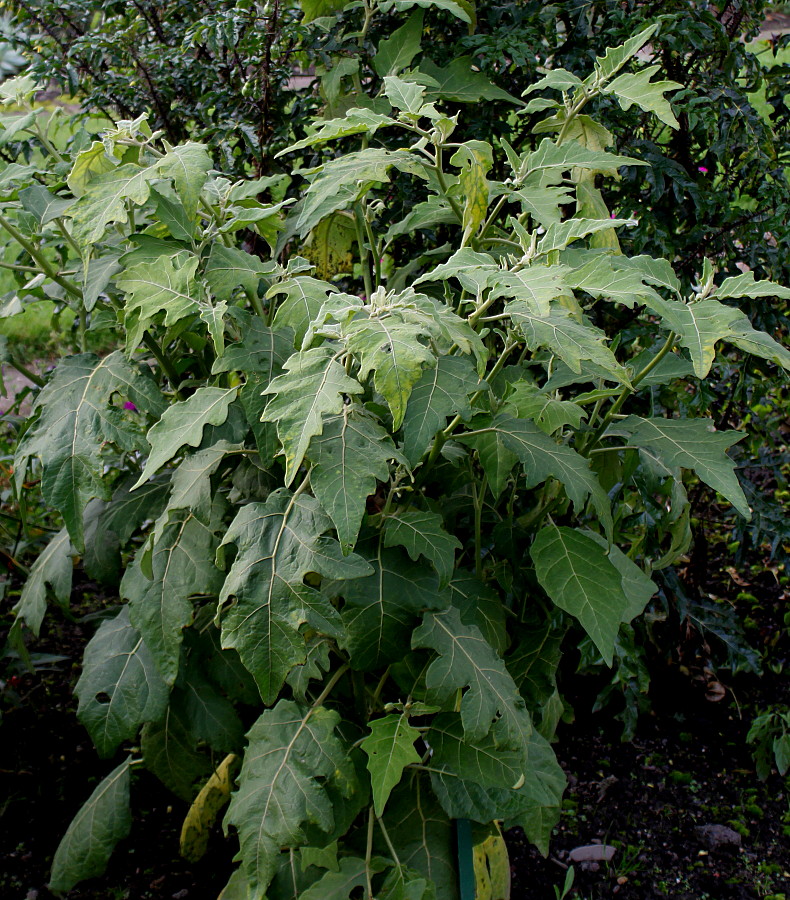 Изображение особи Solanum aethiopicum.