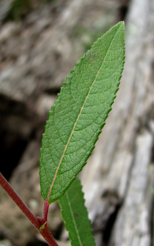 Image of Salix &times; coerulescens specimen.