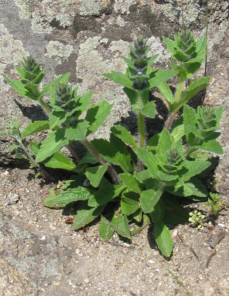 Image of Ajuga genevensis specimen.