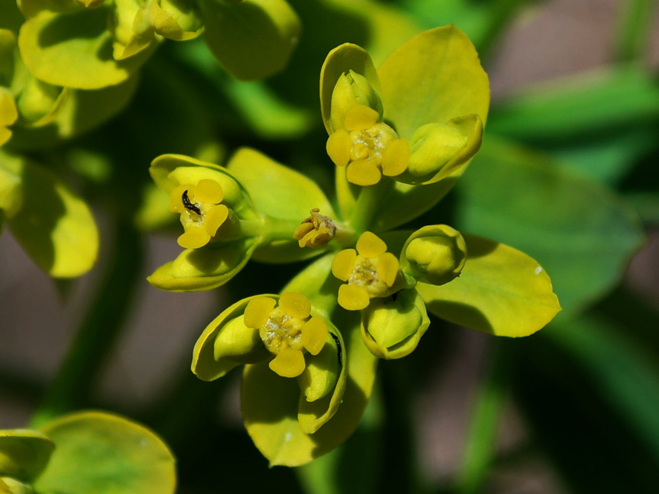 Image of Euphorbia lamprocarpa specimen.