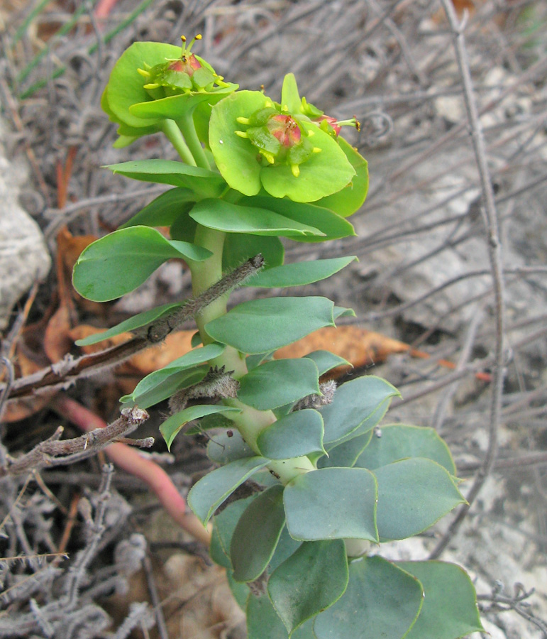 Изображение особи Euphorbia myrsinites.