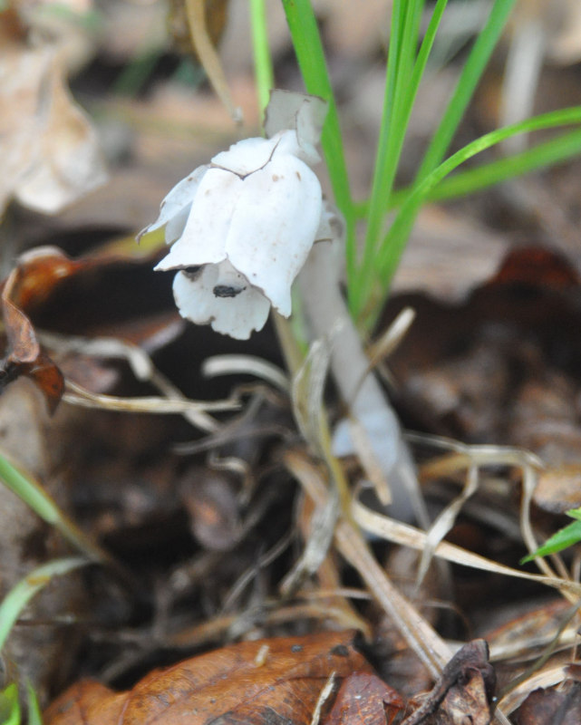 Image of Monotropastrum humile specimen.