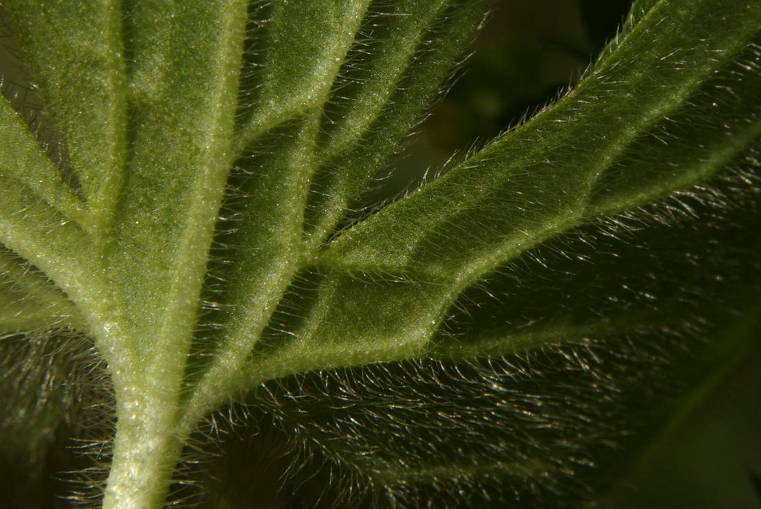 Image of Ranunculus neapolitanus specimen.