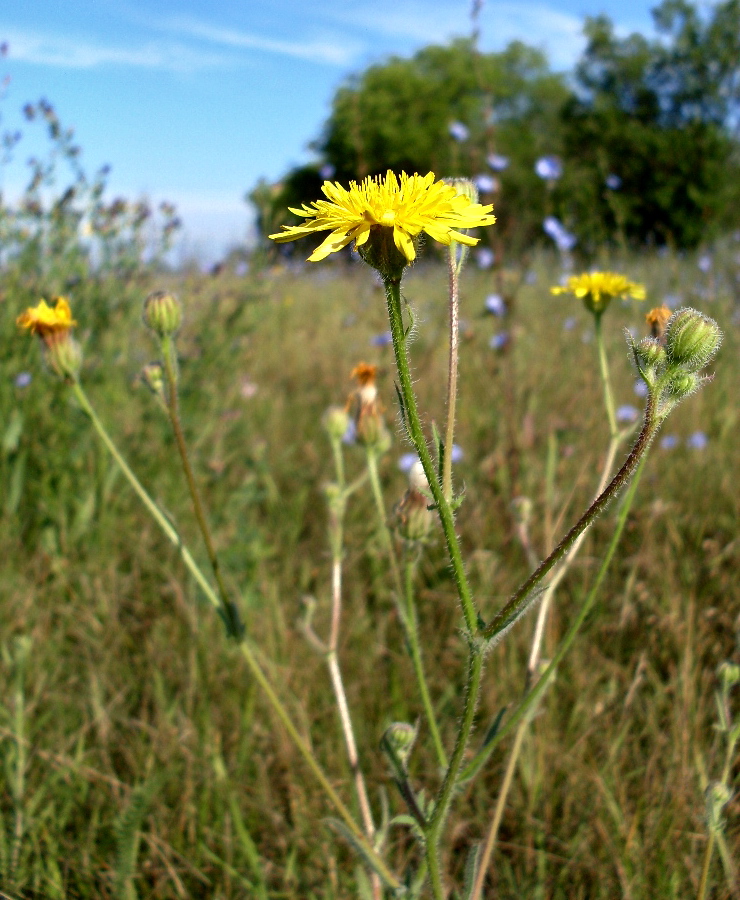 Изображение особи Crepis rhoeadifolia.