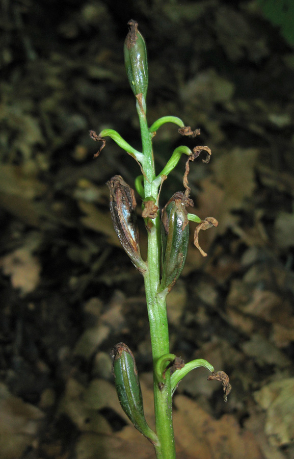 Image of Orchis pallens specimen.