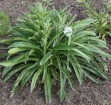 Digitalis ferruginea. Растение с молодыми побегами. Германия, г. Krefeld, Ботанический сад. 10.06.2013.