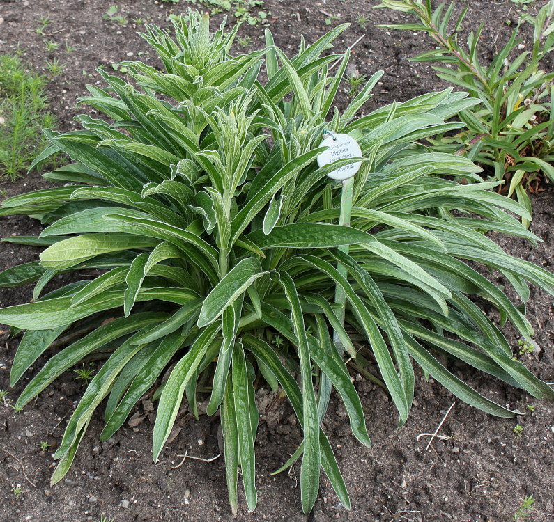 Image of Digitalis ferruginea specimen.