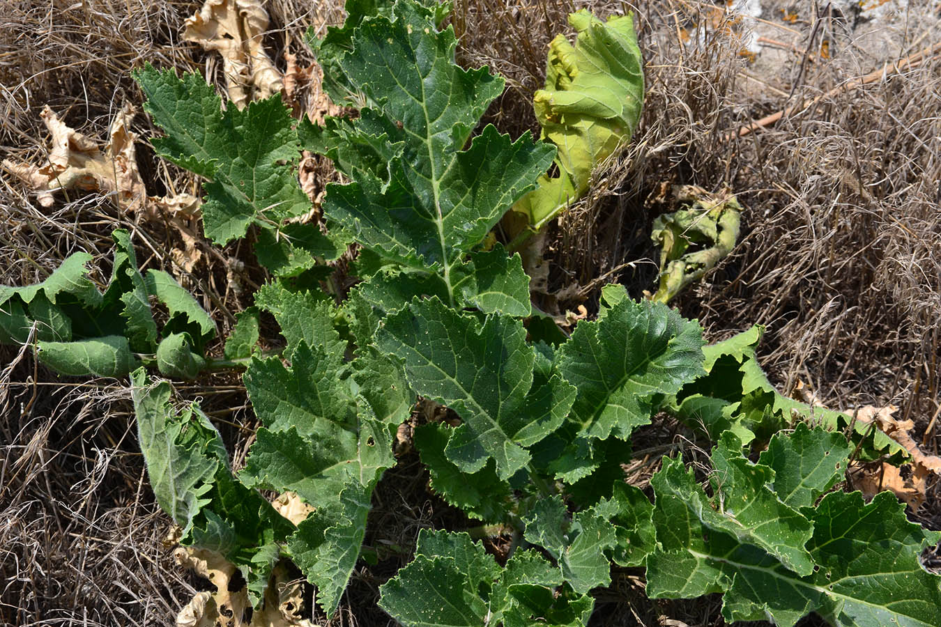 Image of Crambe koktebelica specimen.