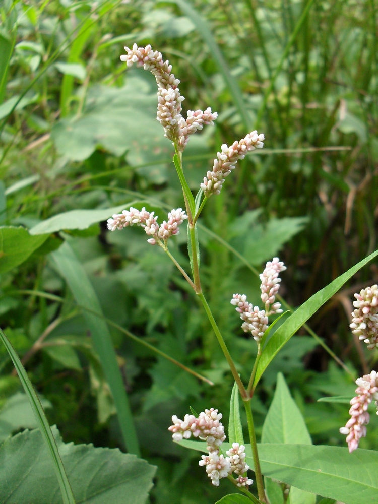 Image of Persicaria lapathifolia specimen.