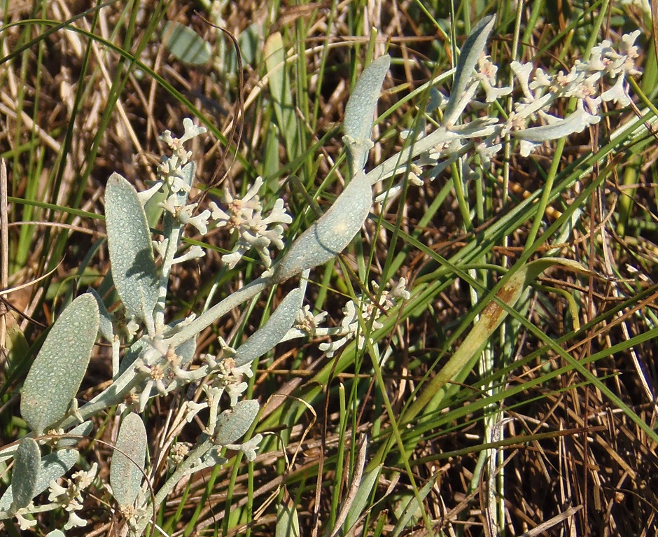 Image of Halimione pedunculata specimen.