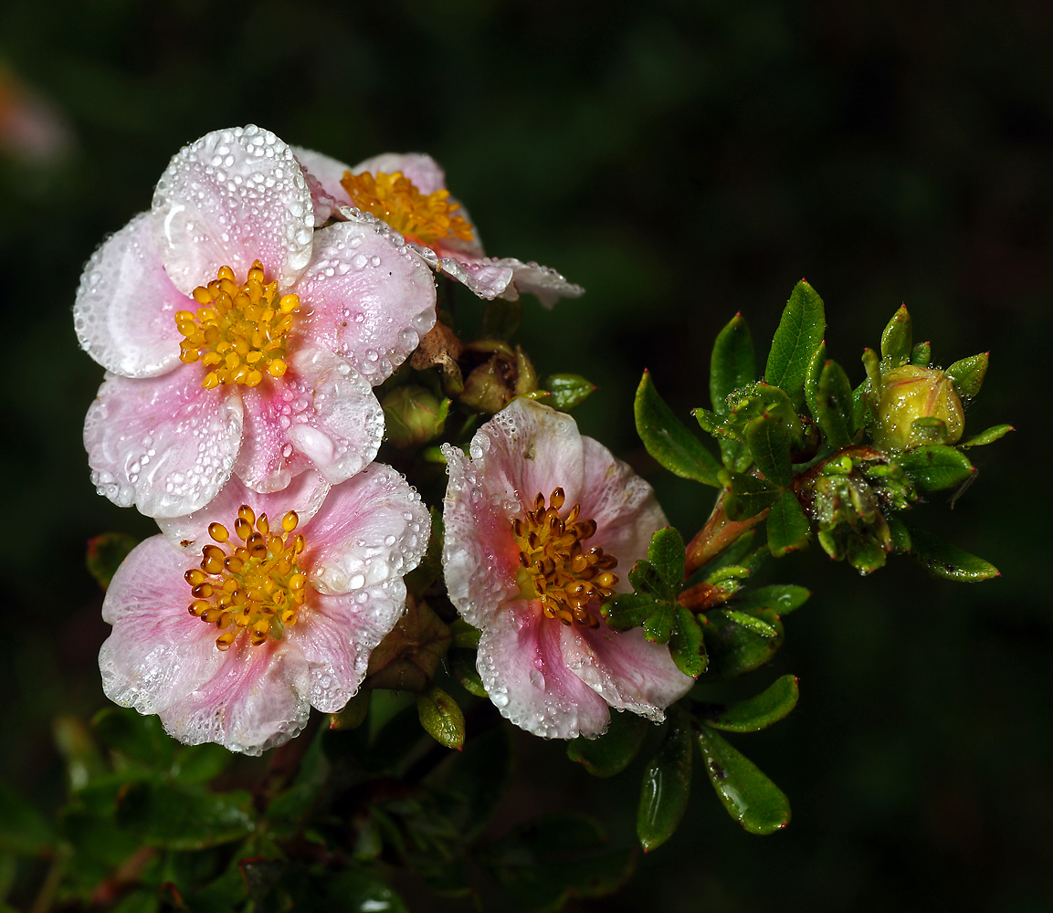 Image of Dasiphora fruticosa specimen.