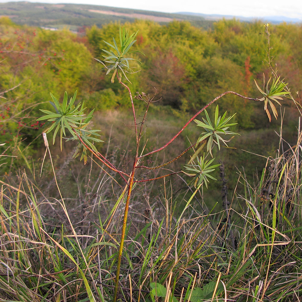 Image of Euphorbia virgata specimen.