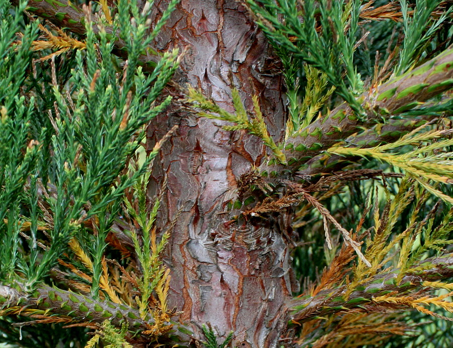 Image of Sequoiadendron giganteum specimen.