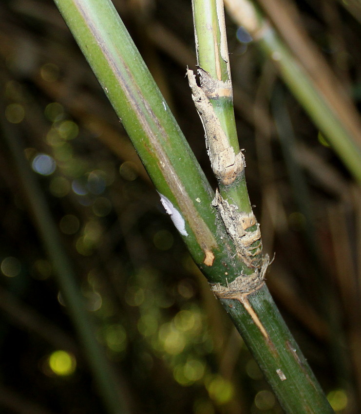 Image of genus Bambusa specimen.