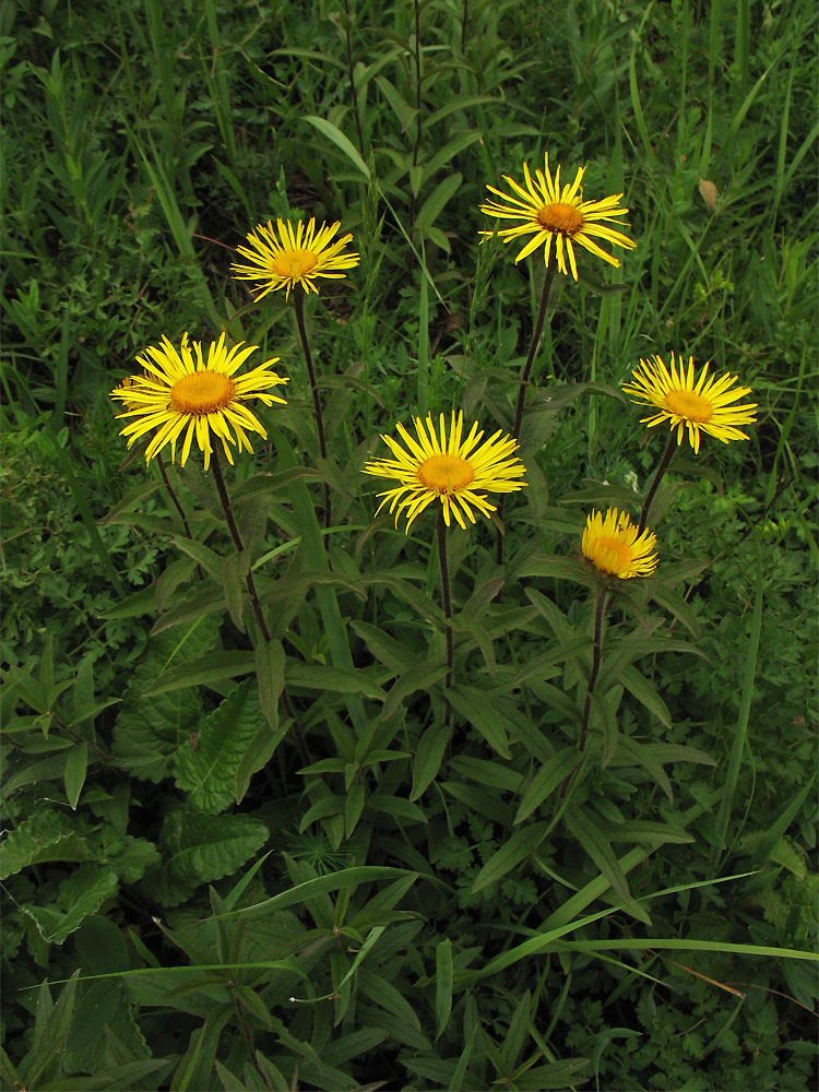 Image of Inula hirta specimen.