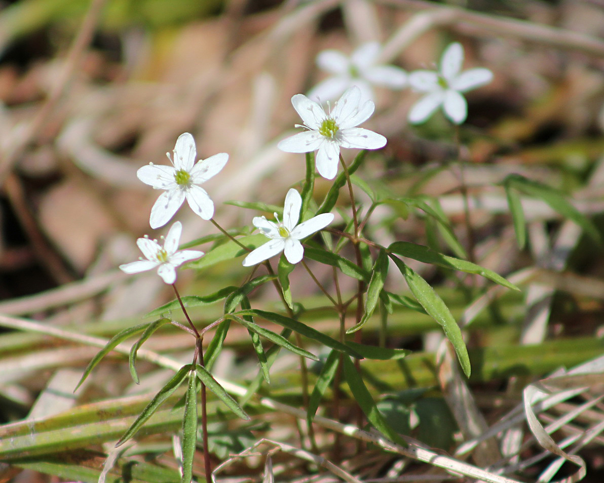 Изображение особи Anemone debilis.