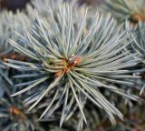 Picea pungens form glauca. Верхушка побега. Германия, г. Bad Lippspringe, в культуре. 02.02.2014.