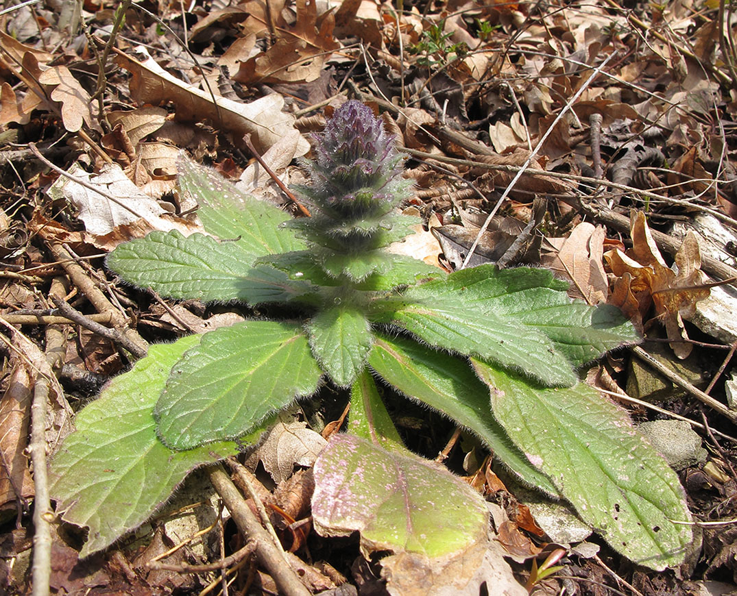 Image of Ajuga orientalis specimen.