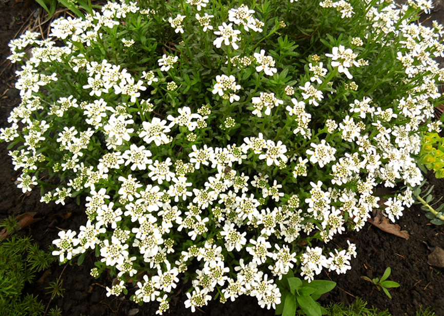 Image of Iberis sempervirens specimen.