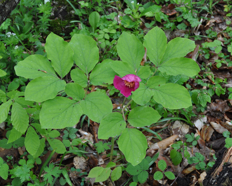 Image of Paeonia caucasica specimen.