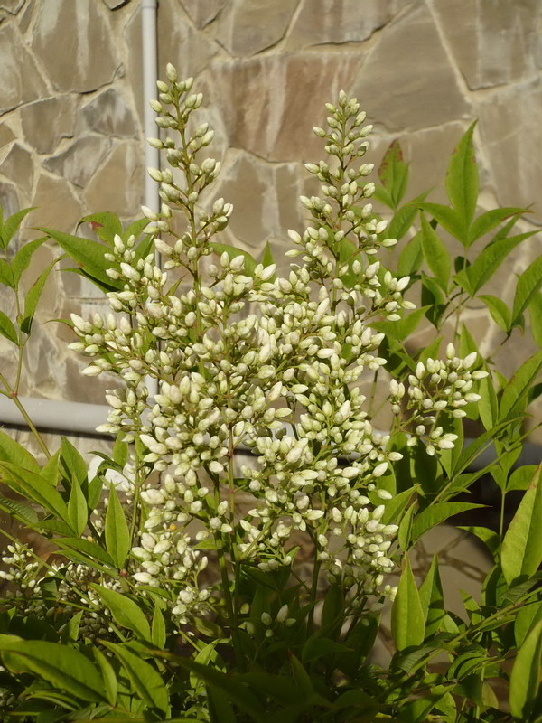 Image of Nandina domestica specimen.