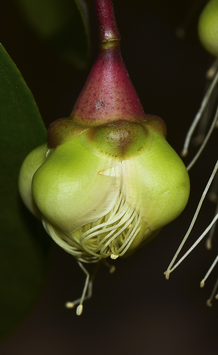 Image of Syzygium jambos specimen.