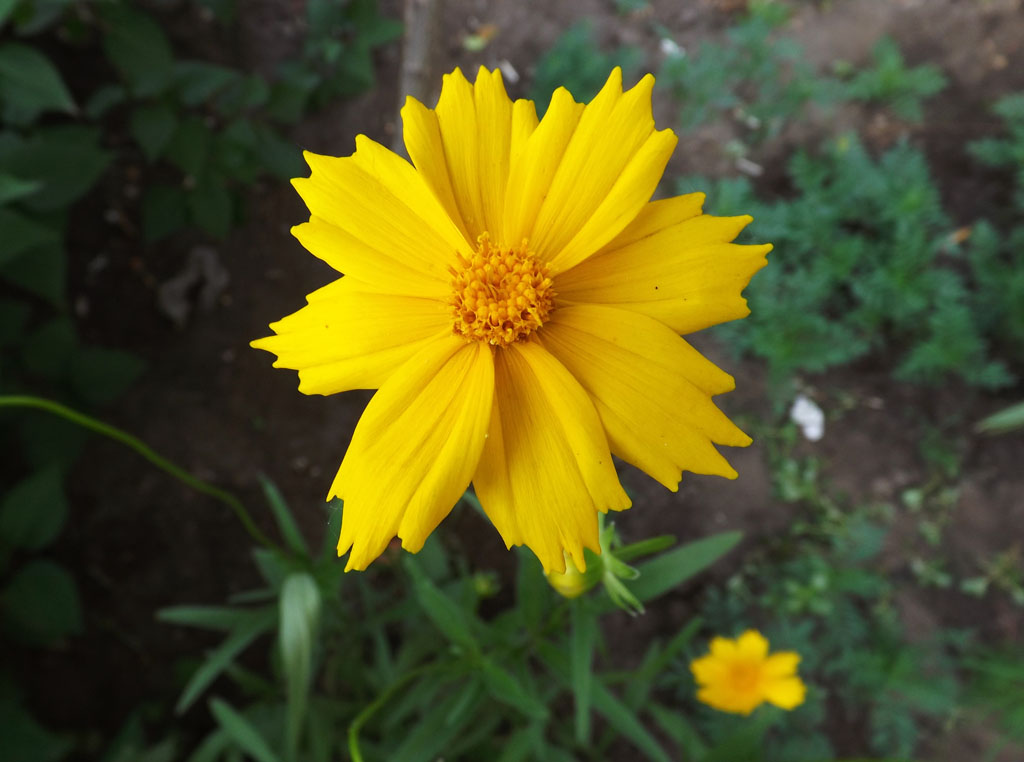 Image of Coreopsis grandiflora specimen.