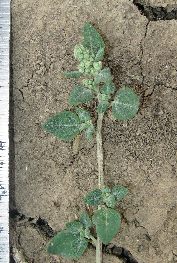 Image of Chenopodium vulvaria specimen.