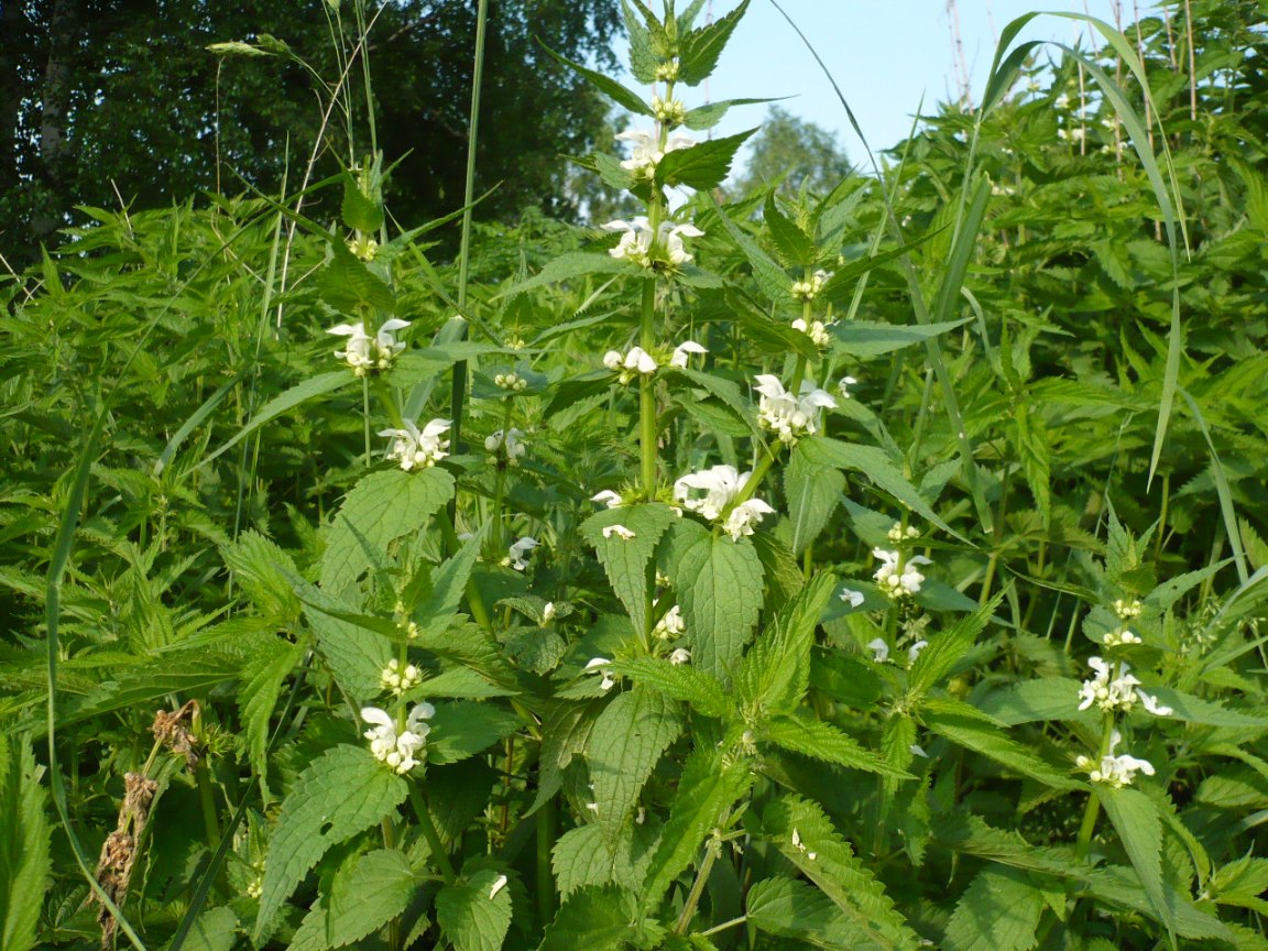 Image of Lamium album specimen.