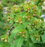 Euphorbia macroceras