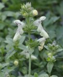 Stachys subspecies olympica