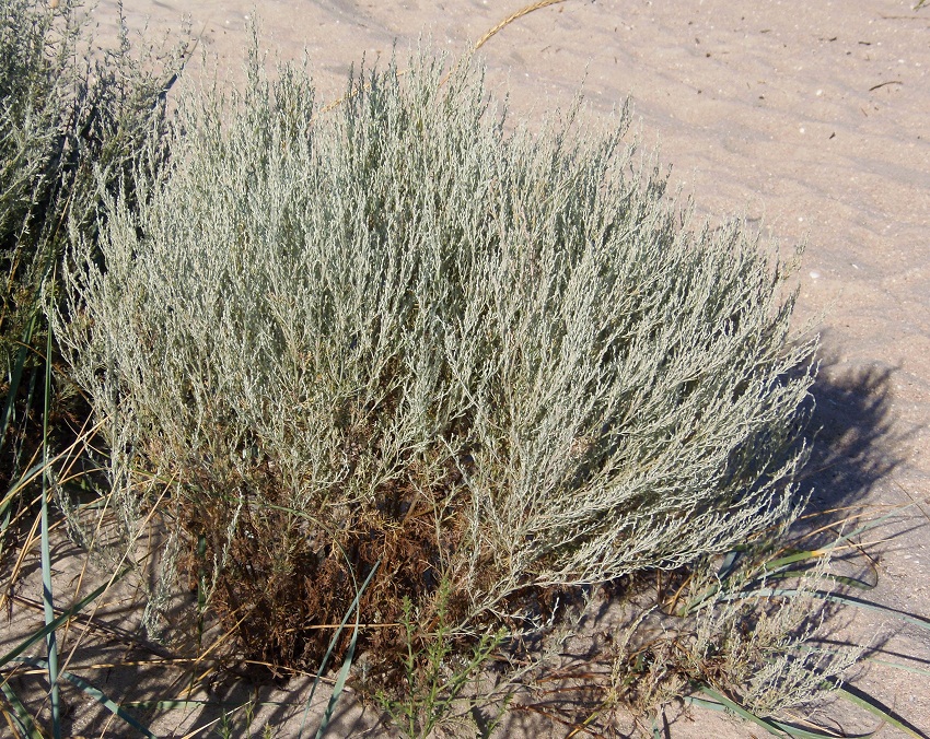 Image of Artemisia santonicum specimen.