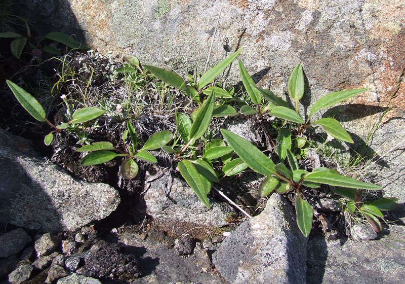 Image of Solidago virgaurea ssp. lapponica specimen.