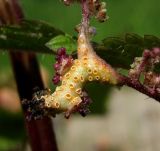 Urtica dioica. Часть соцветия с поражением ржавчинным грибом Puccinia sp. Окр. Архангельска, пески близ затона р. Маймакса. 30.06.2014.