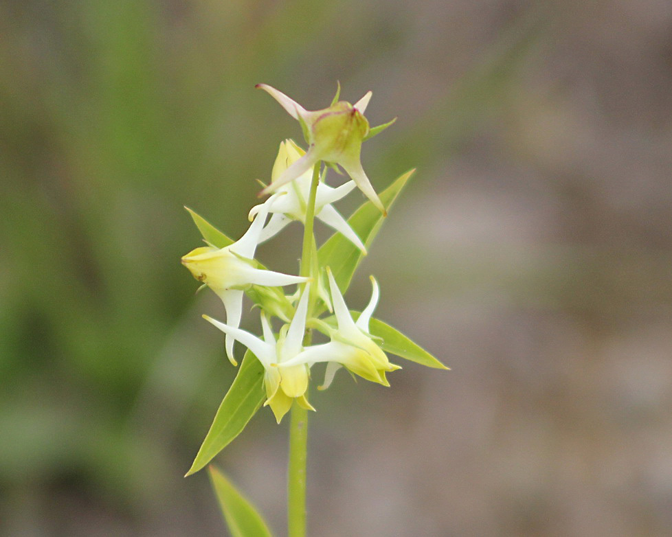 Изображение особи Halenia corniculata.