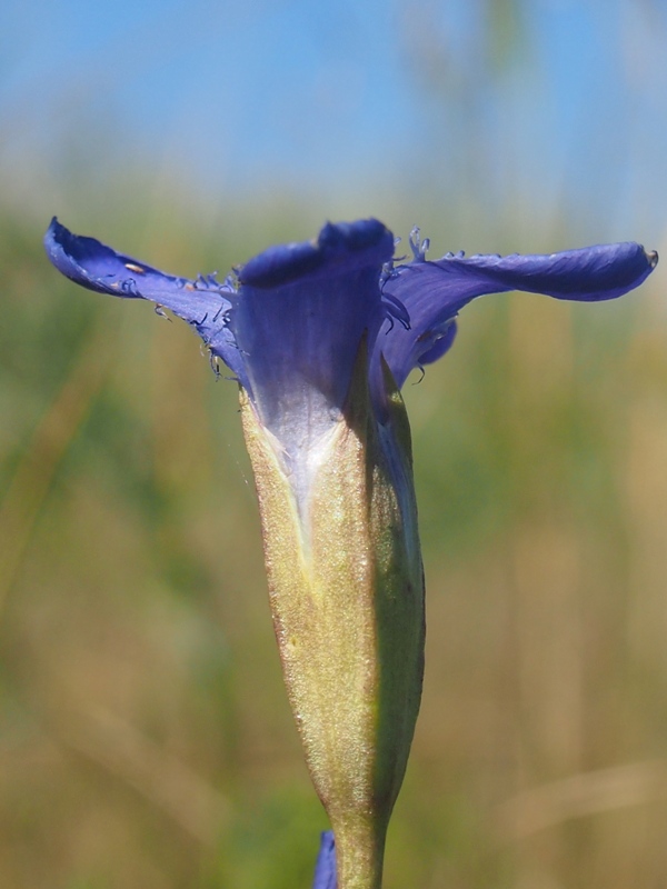 Изображение особи Gentianopsis doluchanovii.