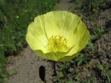 Papaver nudicaule