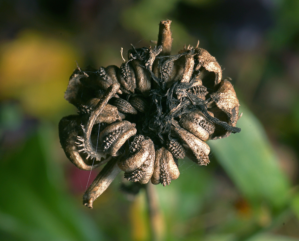 Image of Calendula officinalis specimen.