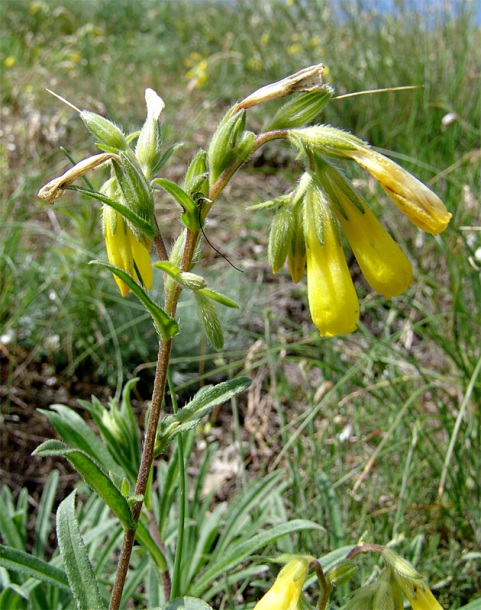 Image of Onosma caucasica ssp. oligotricha specimen.