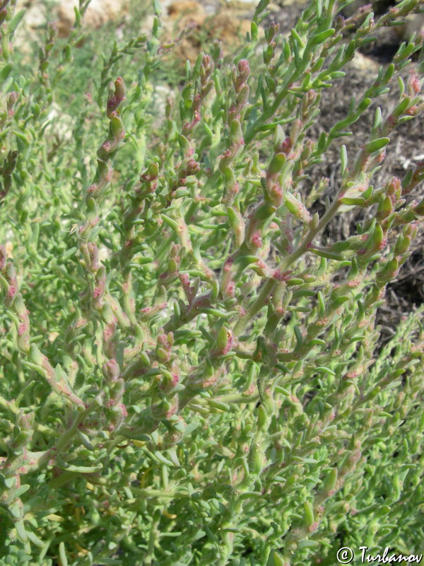 Image of Spirobassia hirsuta specimen.