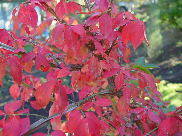 Изображение особи Euonymus sacrosanctus.