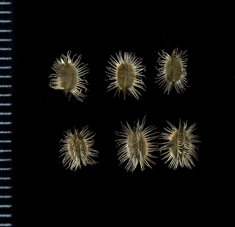 Image of Daucus carota specimen.