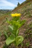 Doronicum altaicum. Цветущее растение. Алтайский край, с.Тигирек, альпийский луг. 16 июня 2008 г.