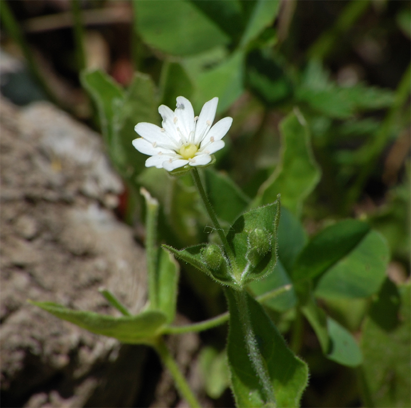 Изображение особи Stellaria bungeana.