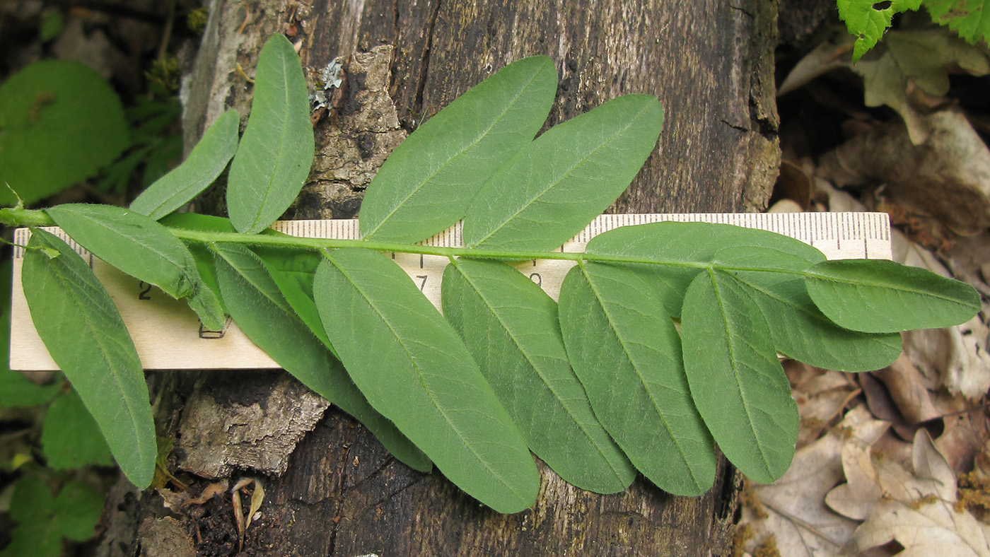 Image of Astragalus glycyphylloides specimen.